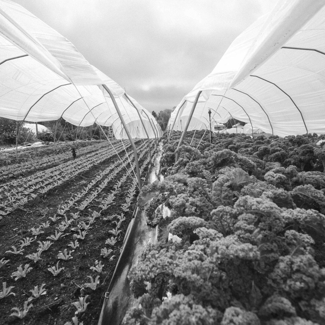 Extra Menu x The Farm of Four Times